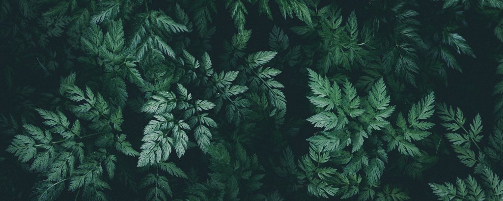 leaves_green_dark_145996_2560x1024.jpg