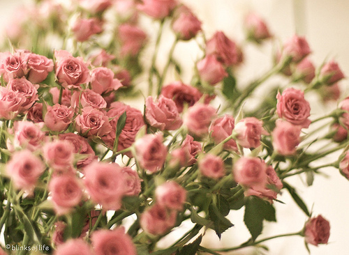 the smells of roses