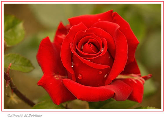rose.jpg