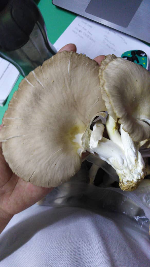 WhatsApp Image 2019-05-03 at 21.22.04.jpeg