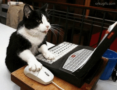 surf intern.gif