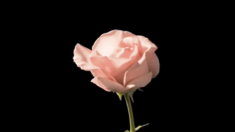 tumblr-header-gif-5.gif