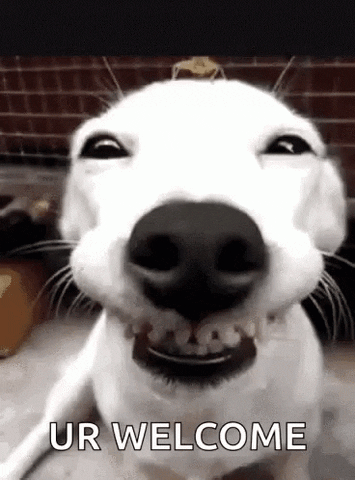 giphy (2).gif